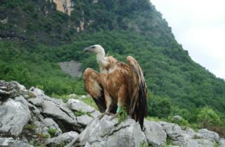 grifone-natura-animali-friuli_foto di Fulvio Genero 