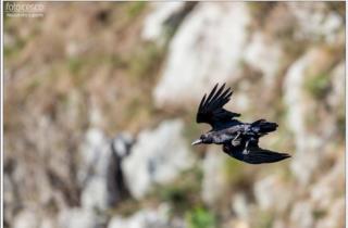 corno-reale-natura-animali-friuli_foto di Alessandro Laporta 