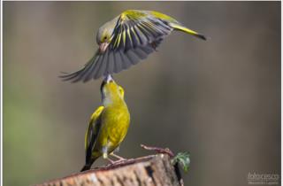 natura-animali-friuli_foto Alessandro Laporta 