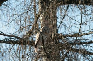 allocco-degli-urali-natura-animali-friuli_foto di Fulvio Genero 