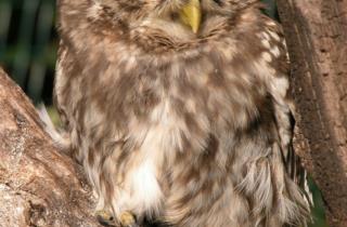 civetta-natura-animali-friuli 