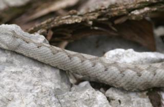 vipera-dal-corno-natura-animali-friuli 
